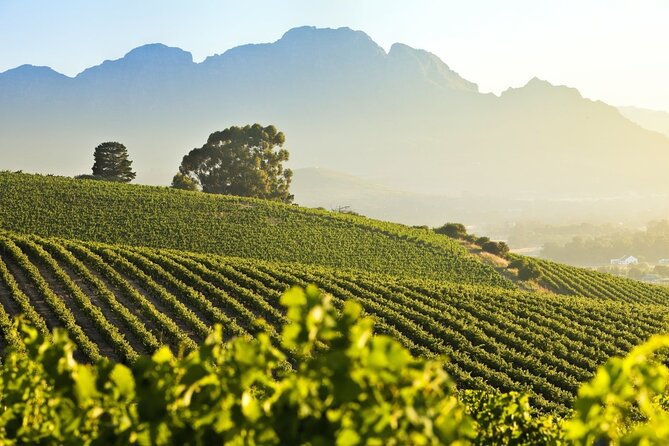 Private Full Day Stellenbosch Wine Tour - Tokara: the final short stop