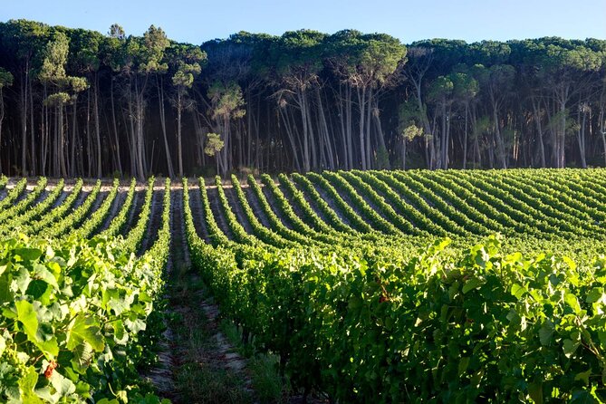 Private Full Day Stellenbosch Wine Tour - What the $97.13 price really covers