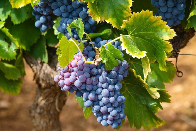 Private Full Day Stellenbosch Wine Tour - Cape Town pickup and the road to wine country