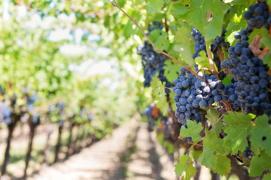 Private Full-Day Winelands Tour in Stellenbosch - Leaving Cape Town for Stellenbosch