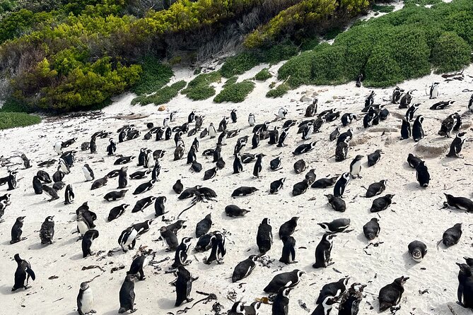 Private Guided Tour in Cape of Good Hope and Table Mountain - Maiden’s Cove offers the classic Camps Bay view