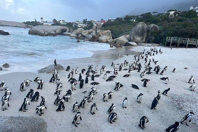 Private Guided Tour to Cape of Good Hope and Penguins Colony - Five useful things to know before booking