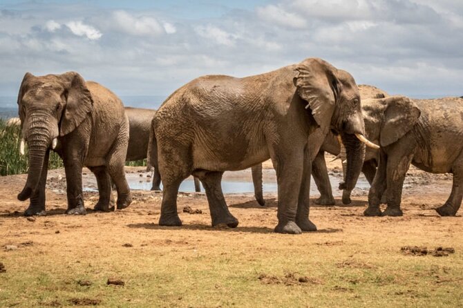 Private Half-Day Addo Elephant National Park Safari - Why Addo is a strong first safari