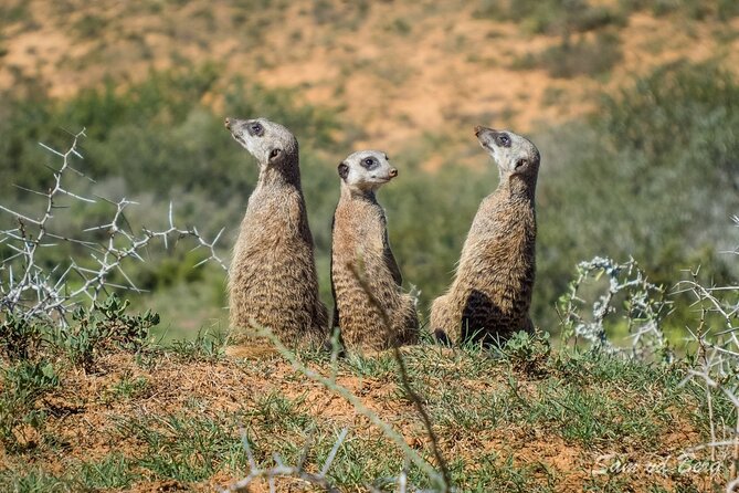 Private Half-Day Addo Elephant National Park Safari - Lunch at the park restaurant