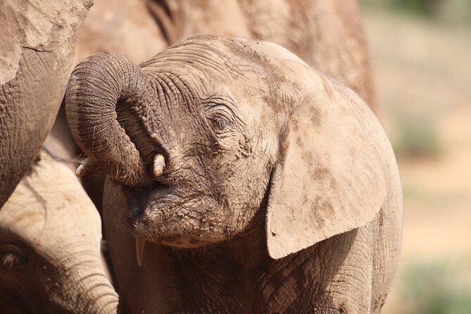 Private Half-Day Addo Elephant National Park Safari - What the private format is worth at $141.41