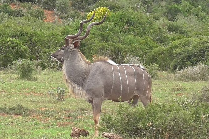 Private Half-Day Addo Elephant National Park Safari - Who will get the most from this safari