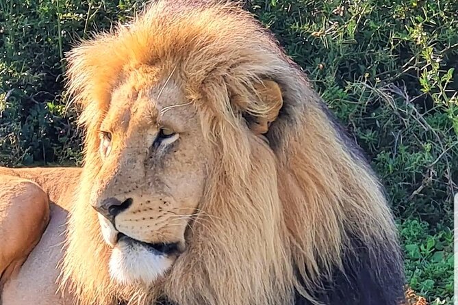 Private Half Day Addo Elephant National Park Safari - Weather, Comfort, and What to Bring