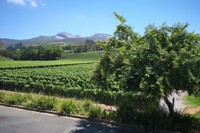 Private Half DayTour:Cape Winelands, Stellenbosch from Cape Town - The guide makes or breaks the day