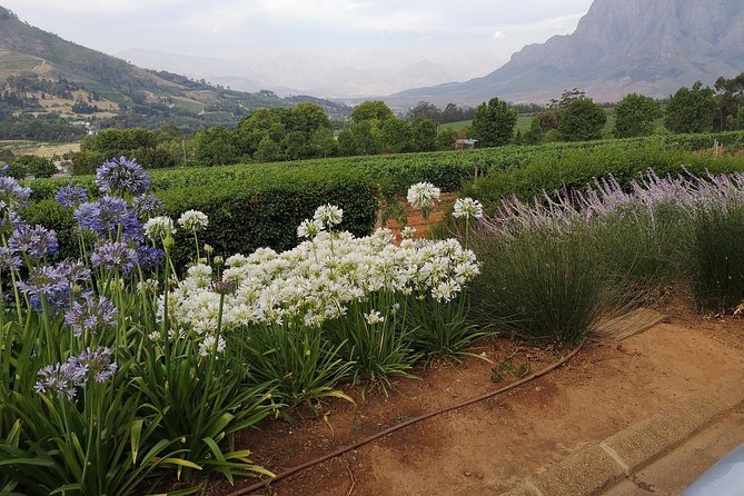 Private Half DayTour:Cape Winelands, Stellenbosch from Cape Town - Timing, group size, and booking advice