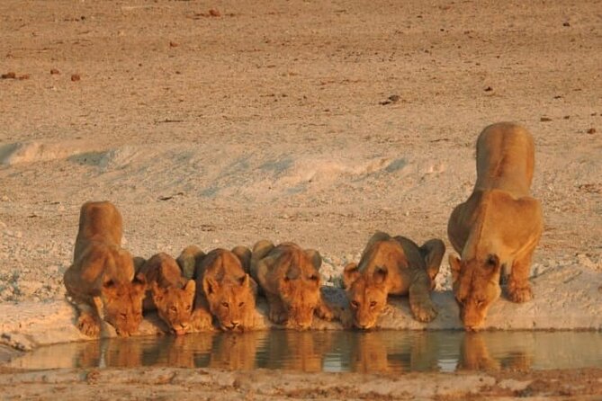 Private Kruger Park Safari and Panorama Route - The guide can shape the whole experience
