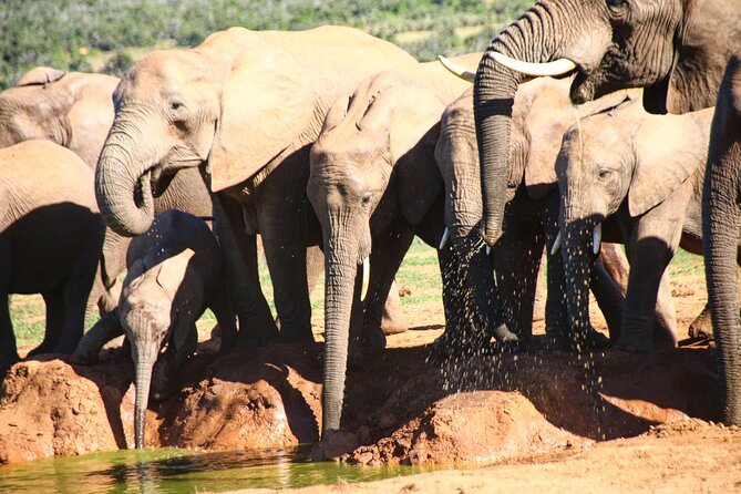 Private Kruger Park Safari and Panorama Route - Who will enjoy this trip most