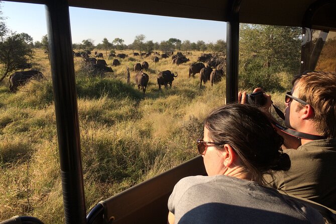 Private Morning Game Drive from Hazyview l Kruger National Park - Comfort, children, and the open-air setup