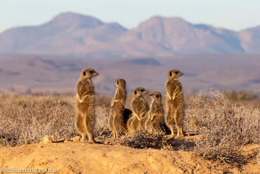 Private Oudtshoorn Full Day Tour - Cango Wildlife Ranch and the close encounters