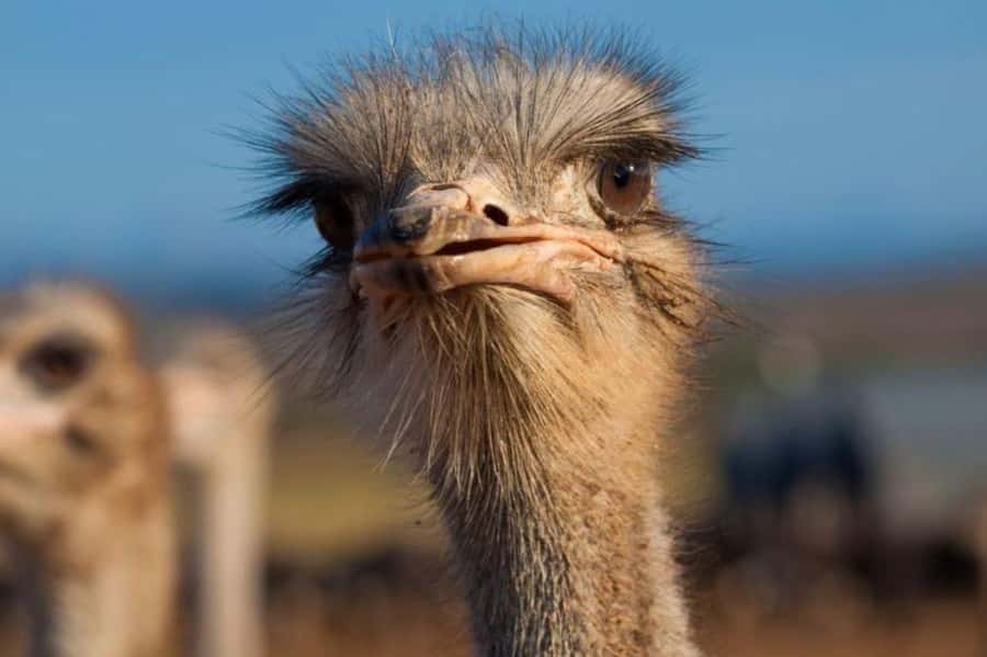 Private Oudtshoorn Full Day Tour - What the private guide adds