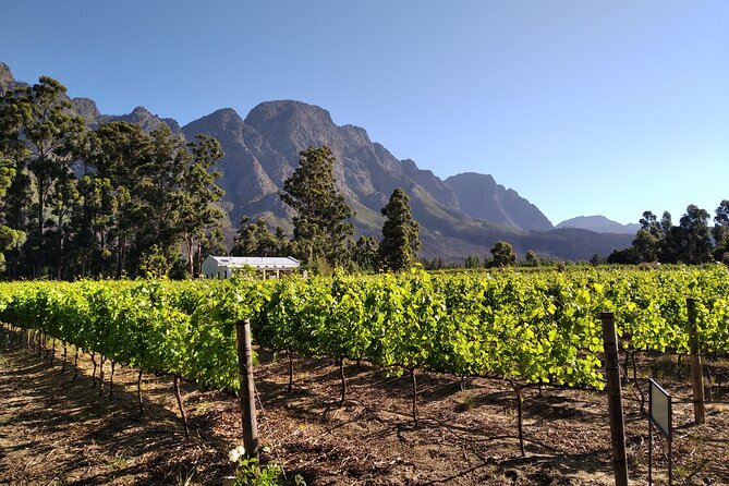 Private Package to Finest Vineyards - Stellenbosch pickup - Kleinood: Boutique Wine, Tamboerskloof Syrah, and Olive Oil