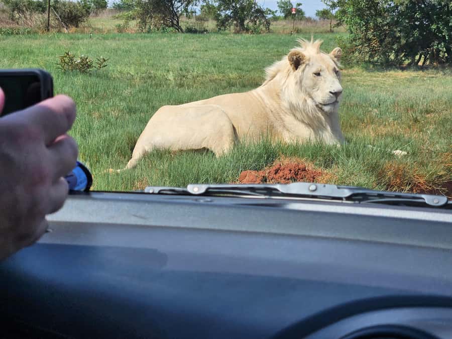 Private Rhino and Lion Park, Cradle Caves or Maropeng Museum - Price, timing, and practical tradeoffs