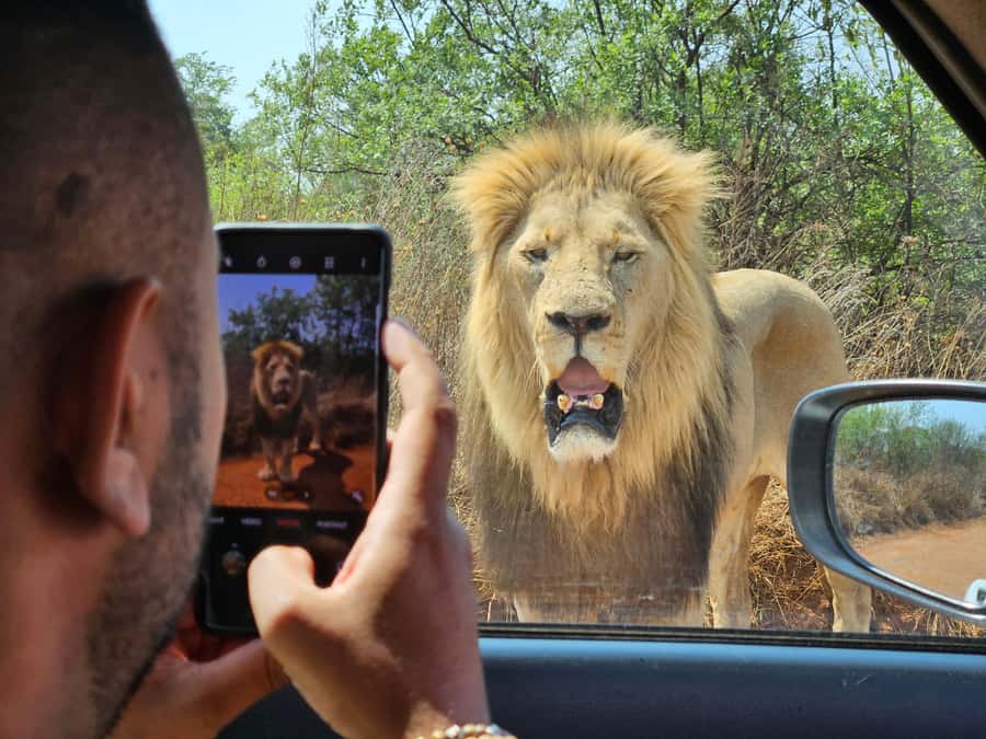 Private Rhino and Lion Park, Cradle Caves or Maropeng Museum - A smart six-hour pairing from Johannesburg