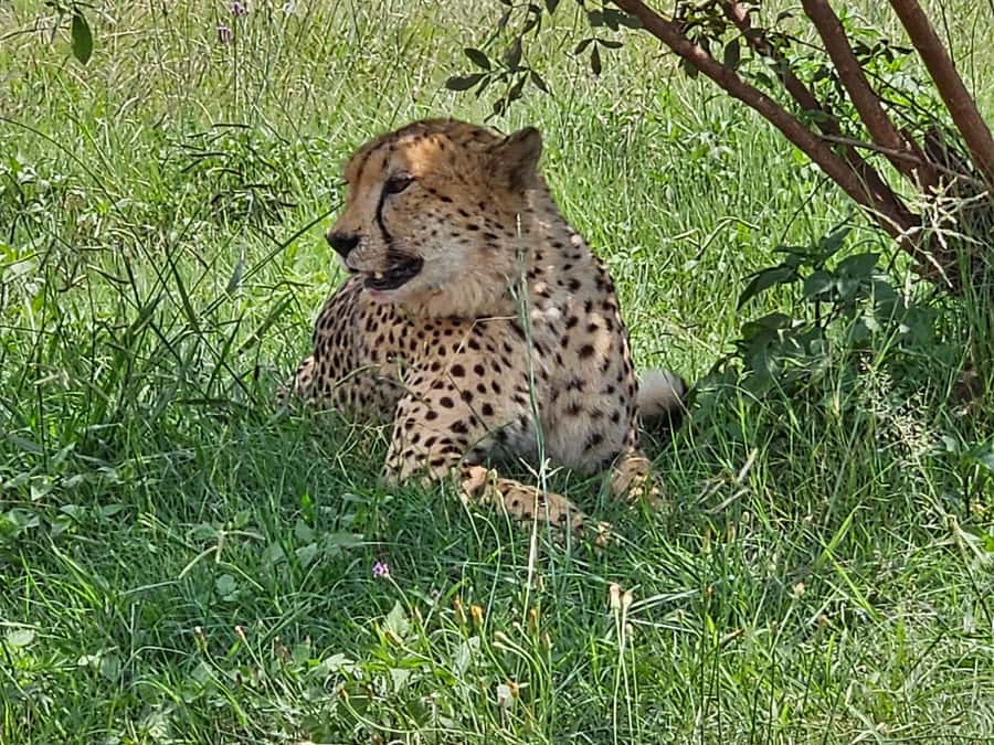Private Rhino and Lion Park, Cradle Caves or Maropeng Museum - What makes the animal sightings worthwhile