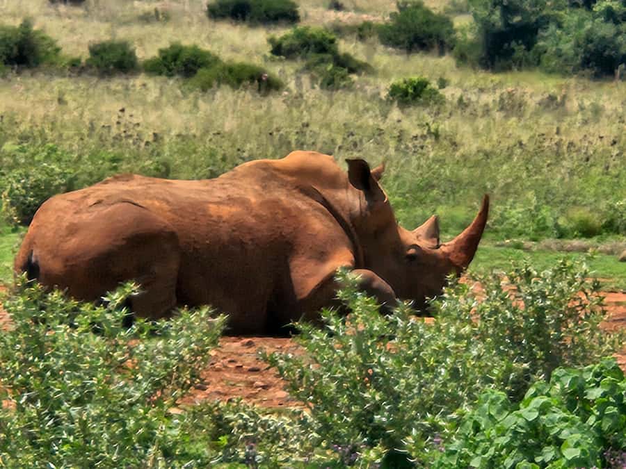 Private Rhino and Lion Park, Cradle Caves or Maropeng Museum - Who gets the best value from this tour