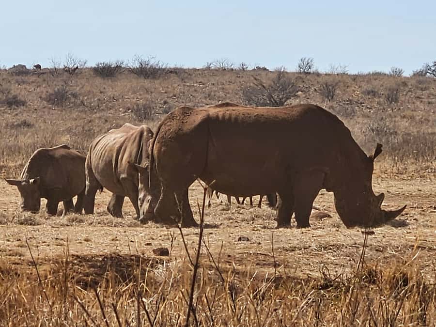 Private Rhino and Lion Park, Cradle Caves or Maropeng Museum - The first hour: leaving Johannesburg with Shane