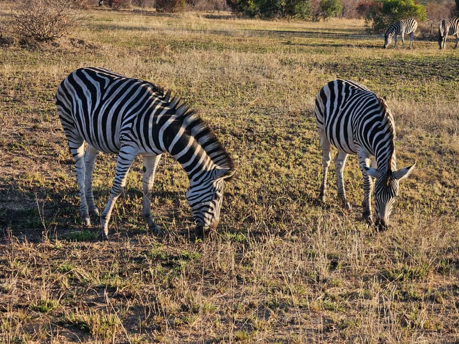 Private Safari Tour: Pilansberg National Park Big 5 - Useful ways to prepare