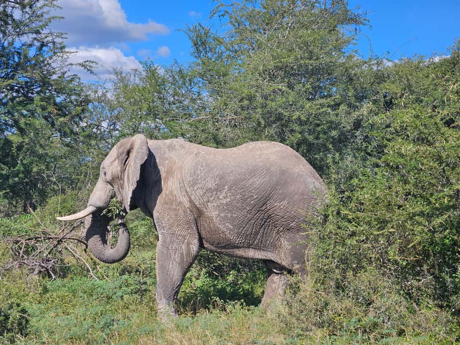 Private Safari Tour: Pilansberg National Park Big 5 - Six hours of searching, not six hours of guaranteed sightings