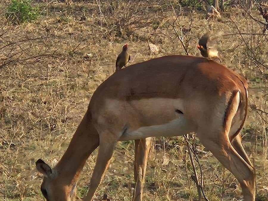 Private Safari Tour: Pilansberg National Park Big 5 - What the private vehicle changes