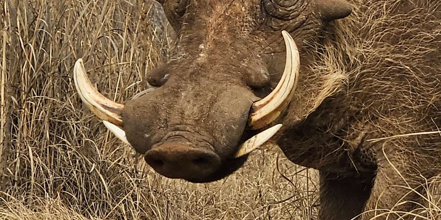Private Safari Tour: Pilansberg National Park Big 5 - Shane’s calm style and wildlife lessons