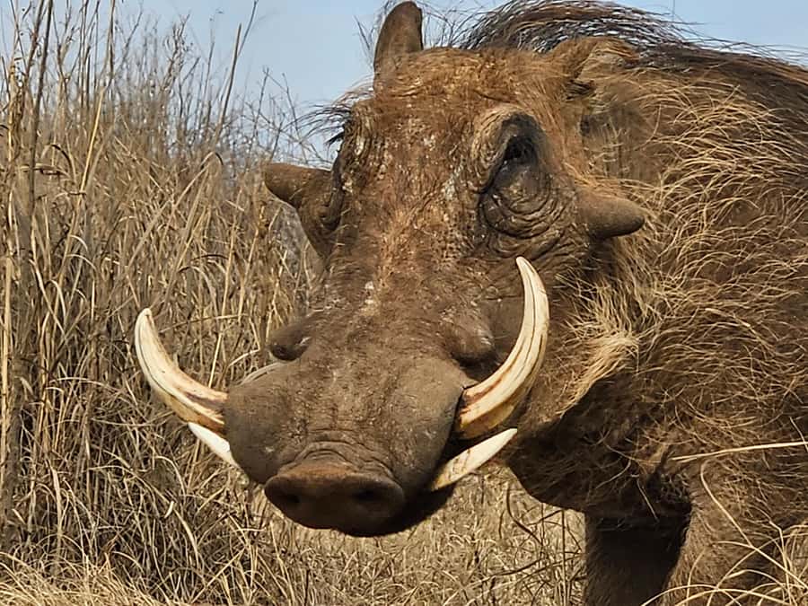 Private Safari Tour: Pilansberg National Park Big 5 - Lunch inside the reserve