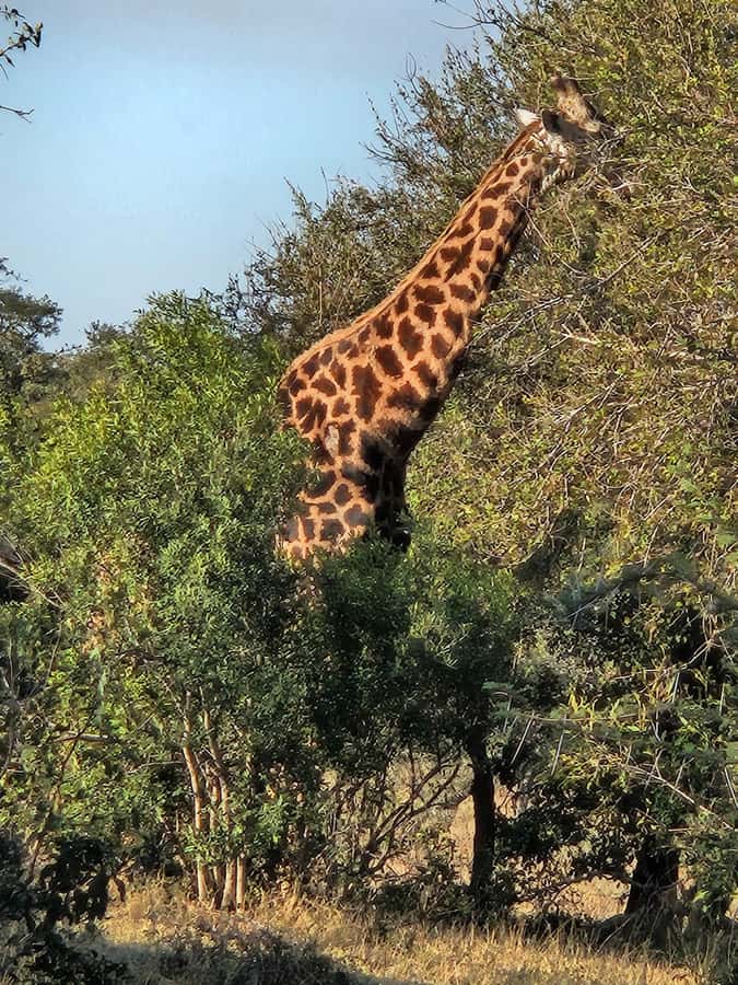 Private Safari Tour: Pilansberg National Park Big 5 - What the $155 price really covers