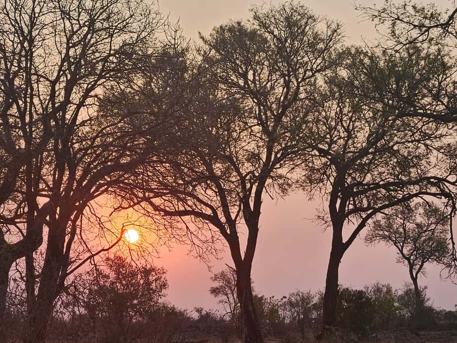 Private Safari Tour: Pilansberg National Park Big 5 - Who will enjoy this safari most