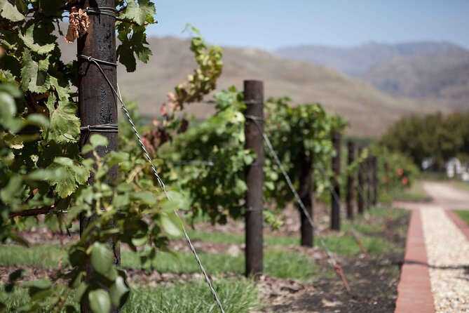 Private Stellenbosch, Franschhoek and Paarl Wine Tour - Timing, transport, and practical planning