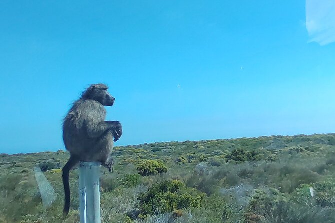 Private Tour : Cape of Good Hope,Penguin Colony& Muizenberg Beach - Camps Bay and the Twelve Apostles