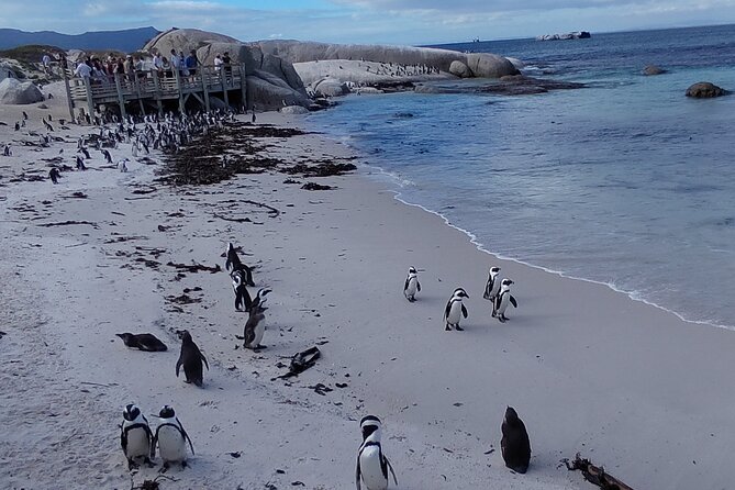 Private Tour : Cape of Good Hope,Penguin Colony& Muizenberg Beach - A practical pause at Noordhoek Farm Village