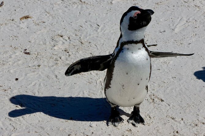 Private Tour : Cape of Good Hope,Penguin Colony& Muizenberg Beach - Feeding ostriches near Cape Point