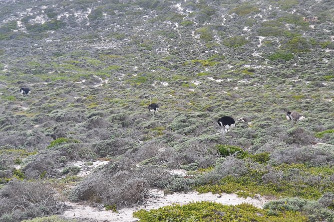 Private Tour Cape of Good Hope & Penguins Sightseeing Full day - Starting in Bo-Kaap with color and context
