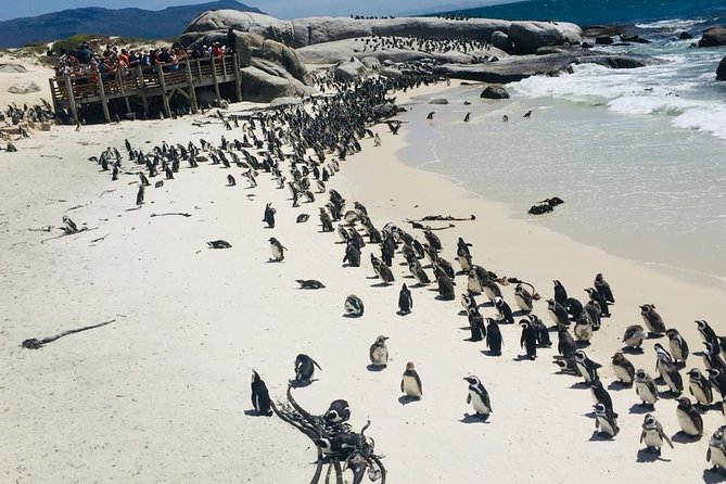 Private Tour Cape of Good Hope & Penguins Sightseeing Full day - Camps Bay and the Atlantic seaboard