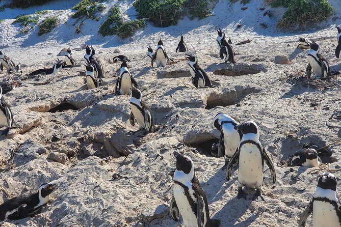 Private Tour Cape of Good Hope & Penguins Sightseeing Full day - Chapman’s Peak, Cape Town’s great road view