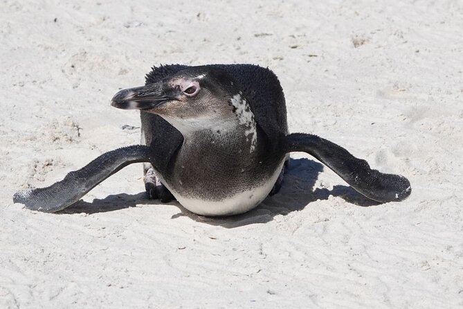 Private Tour Cape of Good Hope with Penguins - The guide and the value of a private vehicle