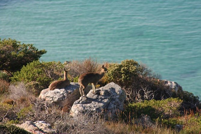 Private Tour Of Penguins, Cape Of Good Hope & Peninsula. - Noordhoek Farm Village adds a local break