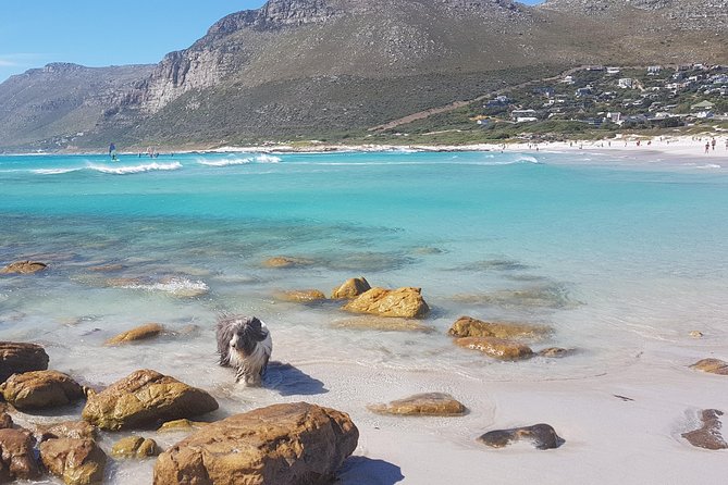 Private Tour Of Penguins, Cape Of Good Hope & Peninsula. - Simon’s Town adds a small dose of local character