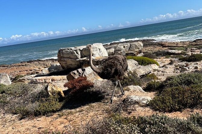 Private Tour: Table Mountain Boulder's Beach Penguin Cape Point - Cape Point Nature Reserve: the day’s biggest nature stop