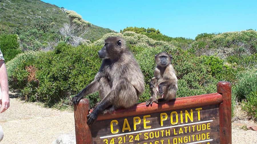 Private Tour: Table Mountain, Penguins Colony & Cape Of Good - Key reasons to consider this Cape Peninsula tour
