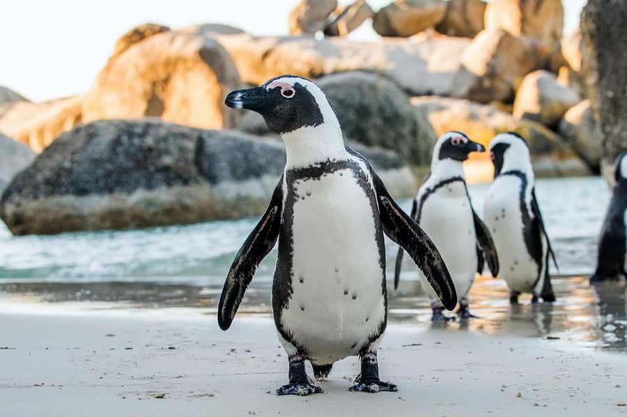 Private Tour: Table Mountain, Penguins Colony & Cape Of Good - Chapman’s Peak Drive, a short but memorable coastal stretch