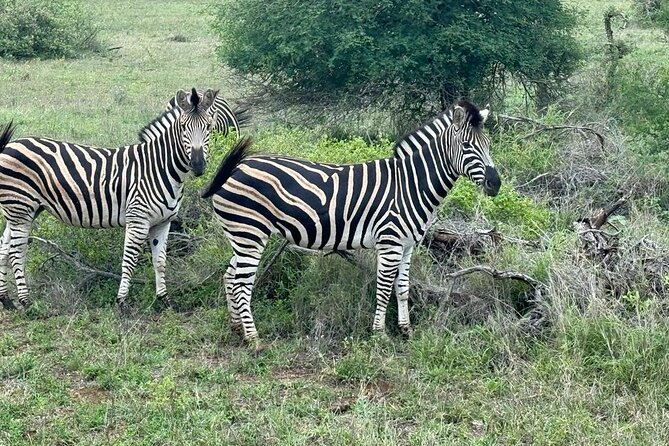 Private Tour to Aquila Game Reserve in Cape Town - see the Big5 - What the private format changes