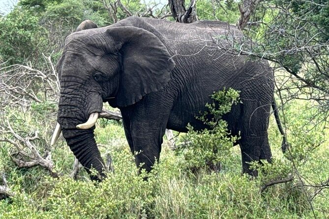 Private Tour to Aquila Game Reserve in Cape Town - see the Big5 - Is $281.03 per person fair value?