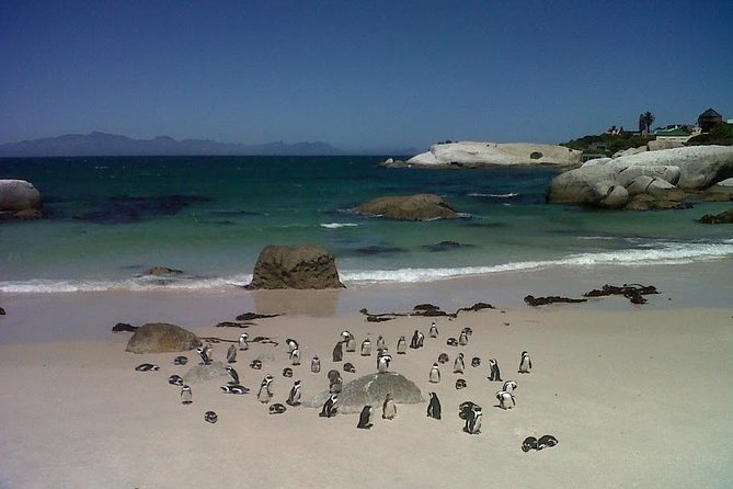 Private Tour with Wine Expert to Cape of Good Hope & Constantia Wine Region - Boulders Beach and the penguin colony