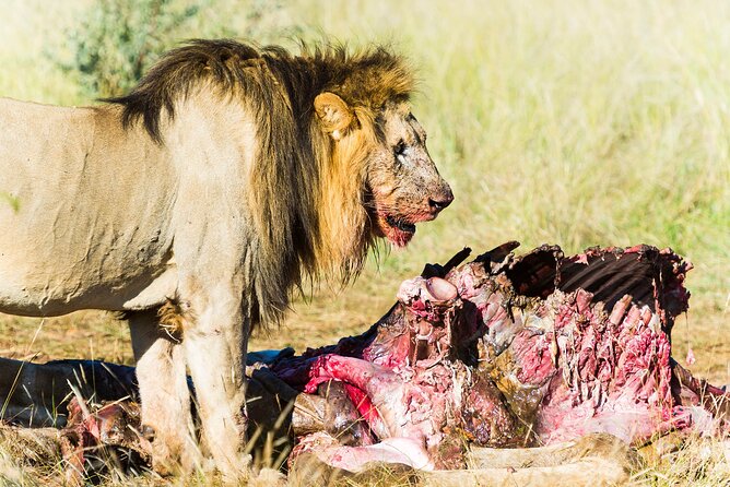 Private Ultimate Pilanesberg Safari from Johannesburg - Lunch at a rest camp during the hottest hours