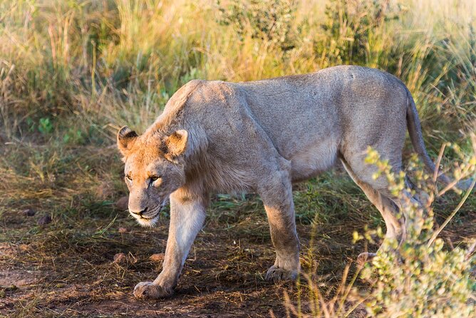 Private Ultimate Pilanesberg Safari from Johannesburg - Afternoon game drive: more time, more possibilities