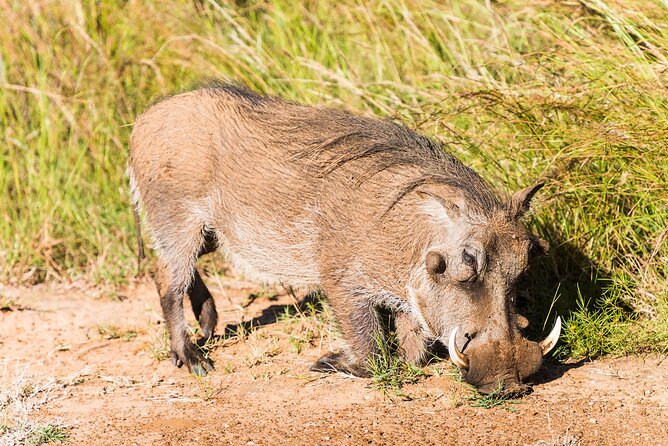 Private Ultimate Pilanesberg Safari from Johannesburg - What the private format is worth at $491.42